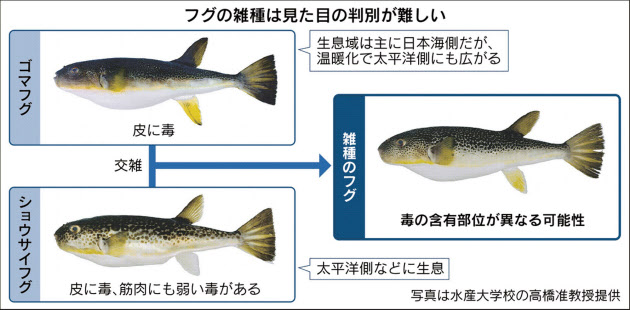 飲食店のメニュー開発における危険回避と情報収集力の重要性｜フグの雑種化問題を解説」